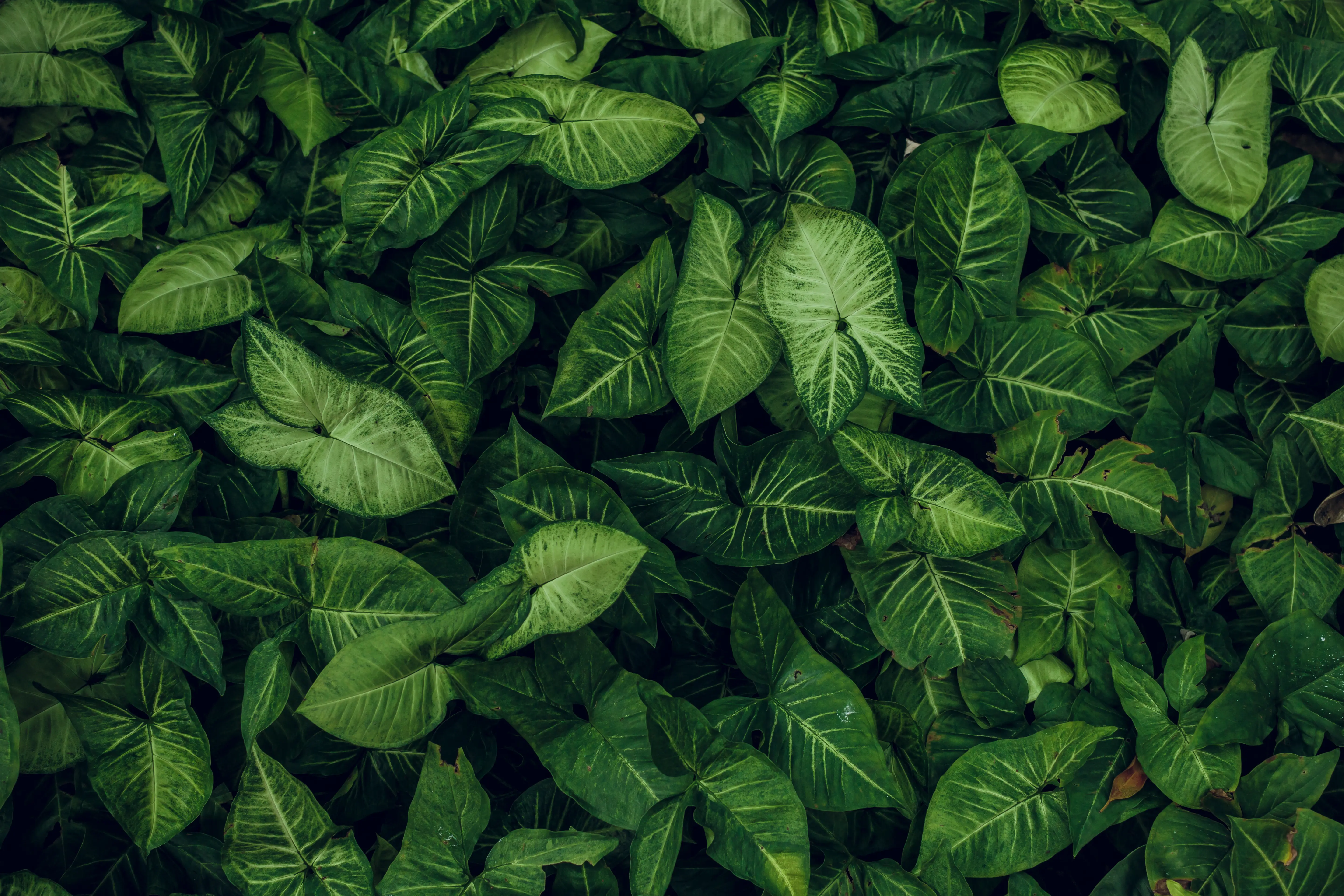 Environmental Consultancy
