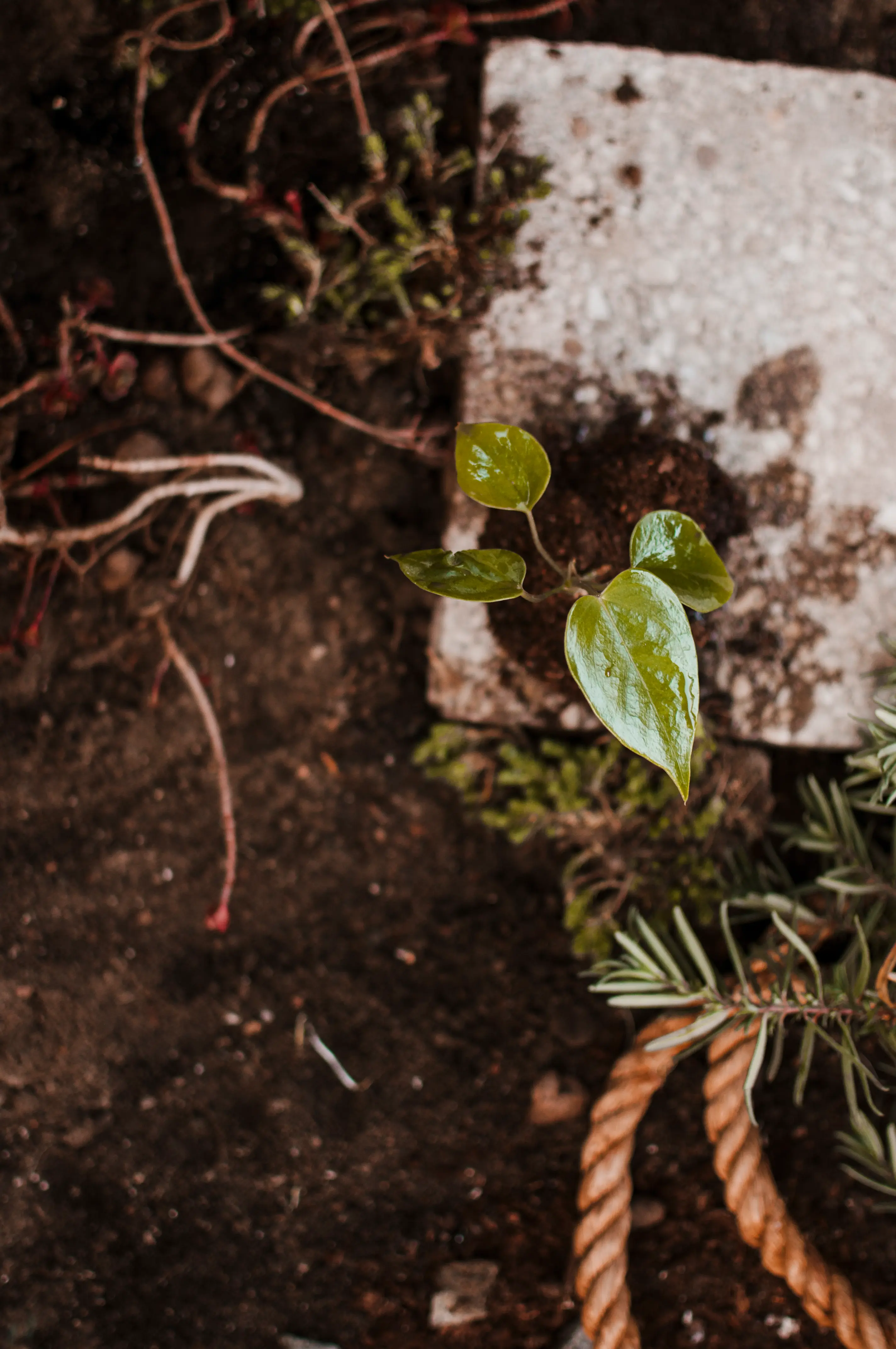 Soil Test